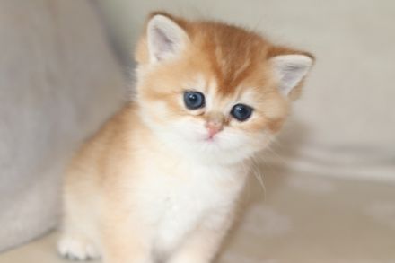 Hallo Katzen Freunde Wir suchen ab Anfang May für