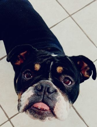 Englische Bulldogge Hündin 3 jahre alt sucht ein gutes