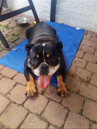 Englische Bulldogge Hündin 3 jahre alt sucht ein gutes