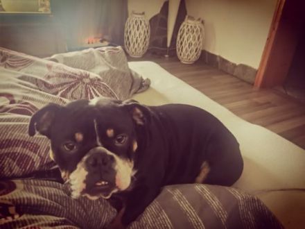 Englische Bulldogge Hündin 3 jahre alt sucht ein gutes