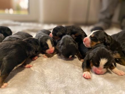 Wir haben wieder Nachwuchs! Am 13. März haben 13