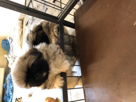 Am 23.01.2022 erblickten unsere 2 reinrassigen