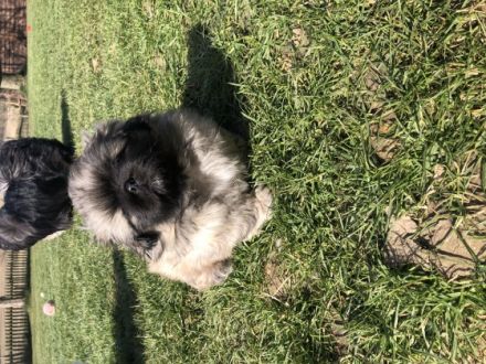 Am 23.01.2022 erblickten unsere 2 reinrassigen