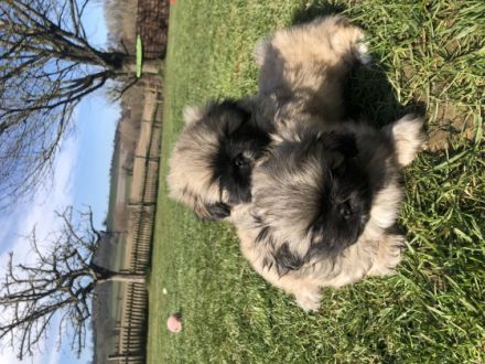 Am 23.01.2022 erblickten unsere 2 reinrassigen