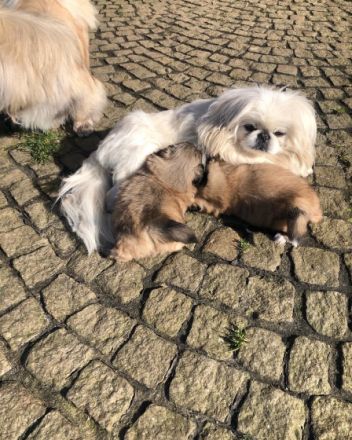 Am 23.01.2022 erblickten unsere 2 reinrassigen