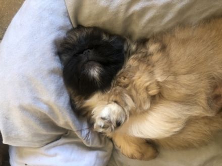 Am 23.01.2022 erblickten unsere 2 reinrassigen