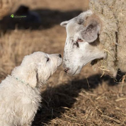 Der Kuvasz- ein Allrounder Ideal zum bewachen nicht nur