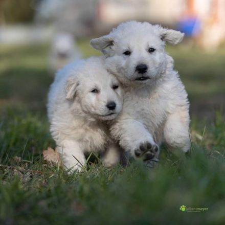 Der Kuvasz- ein Allrounder Ideal zum bewachen nicht nur