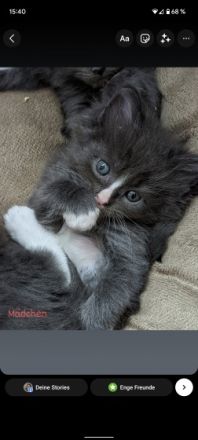 Ab Anfang Mai suchen 3 kleine, aufgeweckte und