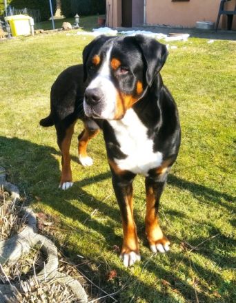 Carl vom Alten Kirchsteig