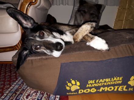 Familiäre Hundepension-Dog-Motel