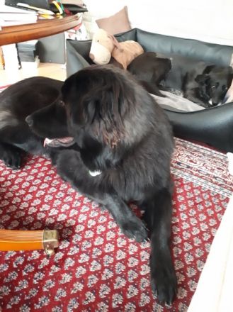 Familiäre Hundepension-Dog-Motel