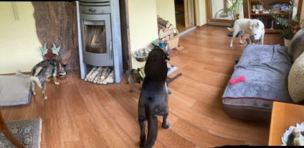 Familiäre Hundepension-Dog-Motel