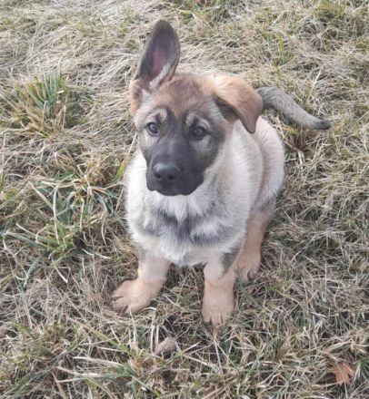 Verkaufe Deutsche Schäferhund Welpen mit geradem Rücken