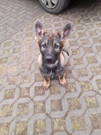 Verkaufe Deutsche Schäferhund Welpen mit geradem Rücken