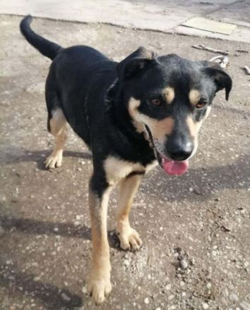 CHARLY- zurückhaltender Ballprofi