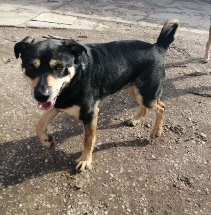 CHARLY- zurückhaltender Ballprofi