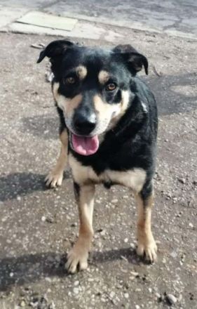 CHARLY- zurückhaltender Ballprofi