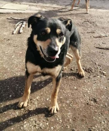 CHARLY- zurückhaltender Ballprofi