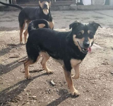 CHARLY- zurückhaltender Ballprofi