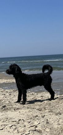 Bandaraneyko of Okinava, Fabio Franjo