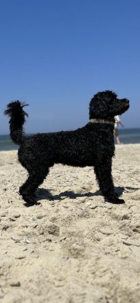 Bandaraneyko of Okinava, Fabio Franjo