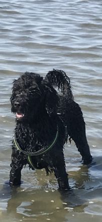 Bandaraneyko of Okinava, Fabio Franjo