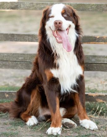 *** die Welpen sind da ☺️ *** Am 26.02.2022 hat unsere