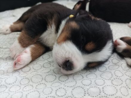 *** die Welpen sind da ☺️ *** Am 26.02.2022 hat unsere