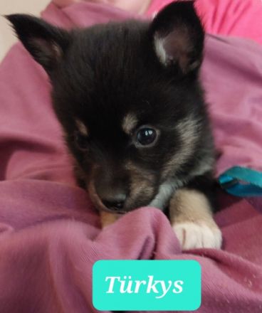 40 zauberhafte Pfötchen sind eindeutig Zuviel. Zu