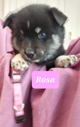 40 zauberhafte Pfötchen sind eindeutig Zuviel. Zu