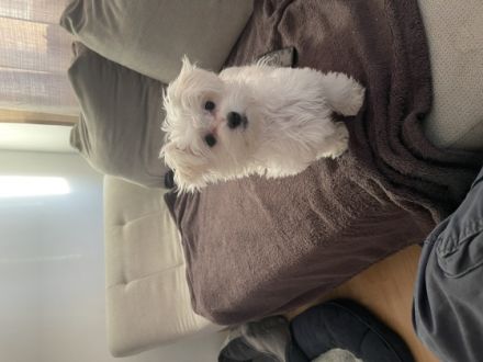 Malteserwelpen 3,5 Monate, geimpft, gechipt, EU-Pässe.