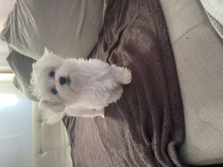 Malteserwelpen 3,5 Monate, geimpft, gechipt, EU-Pässe.