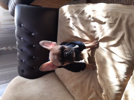 Hallo guten ich verkaufe eine französische bulldogge