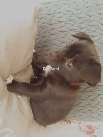 Meine wunderbaren beiden Chihuahua haben mir 3