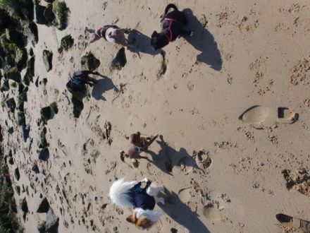 Meine wunderbaren beiden Chihuahua haben mir 3