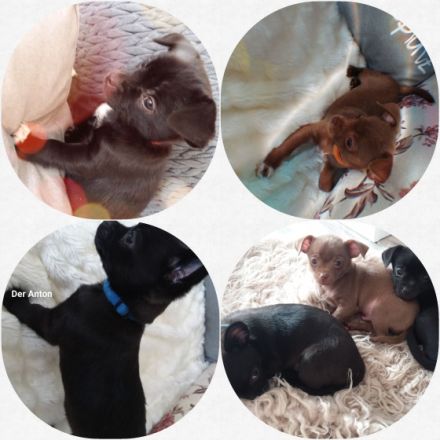 Meine wunderbaren beiden Chihuahua haben mir 3