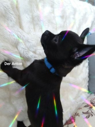 Meine wunderbaren beiden Chihuahua haben mir 3