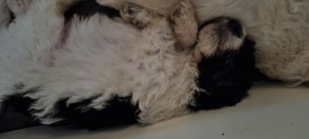 Unsere Welpen, sowie die Elterntiere sind alle gesund