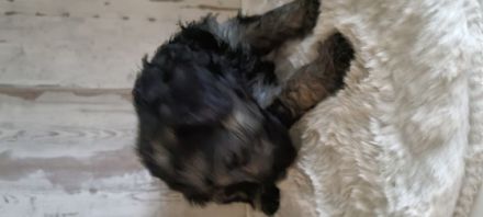 Unsere Welpen, sowie die Elterntiere sind alle gesund