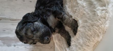 Unsere Welpen, sowie die Elterntiere sind alle gesund