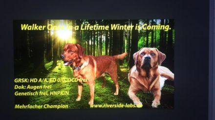 Once in a Lifetime Winter is coming Walker