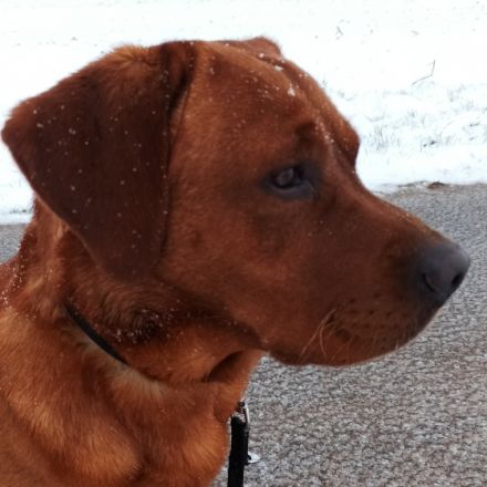 Once in a Lifetime Winter is coming Walker