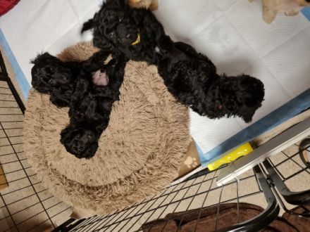 Unsere Aussiedoodlen Welpen können bald ausziehen. Mama