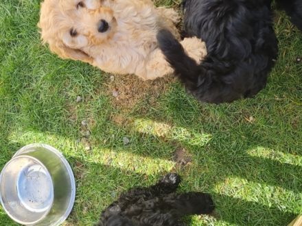 Unsere Aussiedoodlen Welpen können bald ausziehen. Mama