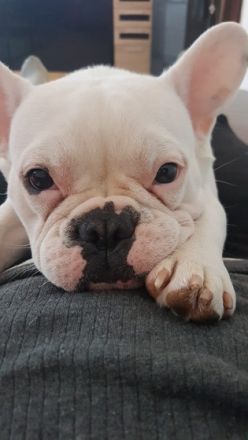 Unsere zuckersüßen Bully Babys haben das Licht der Welt