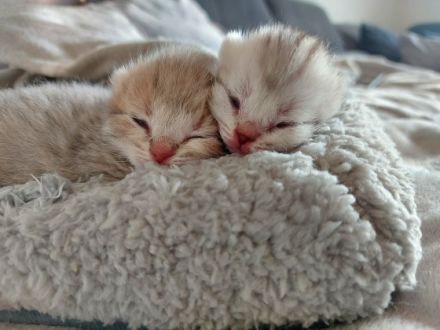 Mein BKH hat am 27.02.2022 ein Kätzchen und ein Kater