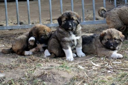 Entzückende Kaukasenkinder, geb 19.01.2022, Rüden und