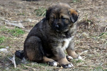 Entzückende Kaukasenkinder, geb 19.01.2022, Rüden und