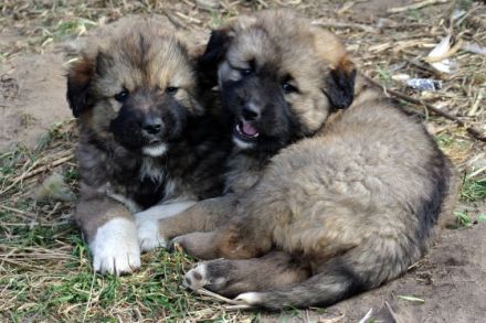 Entzückende Kaukasenkinder, geb 19.01.2022, Rüden und